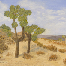 Thumbnail Image of Joshua Tree