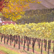 Thumbnail Image of Napa Vineyard